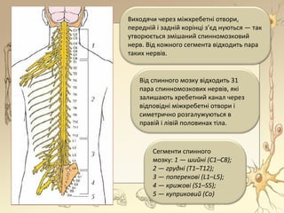 Виходячи через міжхребетні отвори,
передній і задній корінці з’єд нуються — так
утворюється змішаний спинномозковий
нерв. Від кожного сегмента відходить пара
таких нервів.
Від спинного мозку відходить 31
пара спинномозкових нервів, які
залишають хребетний канал через
відповідні міжхребетні отвори і
симетрично розгалужуються в
правій і лівій половинах тіла.
Сегменти спинного
мозку: 1 — шийні (С1–С8);
2 — грудні (Т1–Т12);
3 — поперекові (L1–L5);
4 — крижові (S1–S5);
5 — куприковий (Со)
 