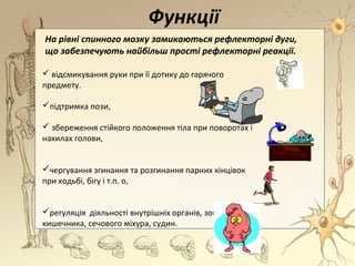  відсмикування руки при її дотику до гарячого
предмету.
підтримка пози,
 збереження стійкого положення тіла при поворотах і
нахилах голови,
чергування згинання та розгинання парних кінцівок
при ходьбі, бігу і т.п. о,
регуляція діяльності внутрішніх органів, зокрема,
кишечника, сечового міхура, судин.
На рівні спинного мозку замикаються рефлекторні дуги,
що забезпечують найбільш прості рефлекторні реакції.
Функції
 