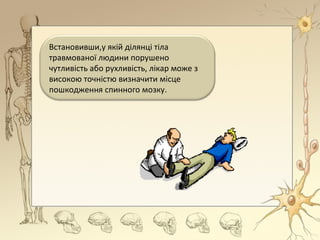 Встановивши,у якій ділянці тіла
травмованої людини порушено
чутливість або рухливість, лікар може з
високою точністю визначити місце
пошкодження спинного мозку.
 