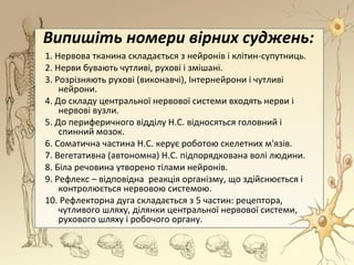 Випишіть номери вірних суджень:
1. Нервова тканина складається з нейронів і клітин-супутниць.
2. Нерви бувають чутливі, рухові і змішані.
3. Розрізняють рухові (виконавчі), Інтернейрони і чутливі
нейрони.
4. До складу центральної нервової системи входять нерви і
нервові вузли.
5. До периферичного відділу Н.С. відносяться головний і
спинний мозок.
6. Соматична частина Н.С. керує роботою скелетних м'язів.
7. Вегетативна (автономна) Н.С. підпорядкована волі людини.
8. Біла речовина утворено тілами нейронів.
9. Рефлекс – відповідна реакція організму, що здійснюється і
контролюється нервовою системою.
10. Рефлекторна дуга складається з 5 частин: рецептора,
чутливого шляху, ділянки центральної нервової системи,
рухового шляху і робочого органу.
 