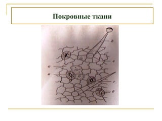 Покровные ткани
 