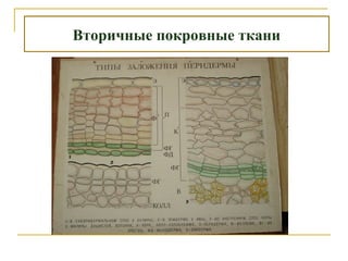 Вторичные покровные ткани
 
