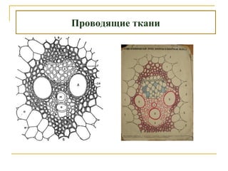 Проводящие ткани
 