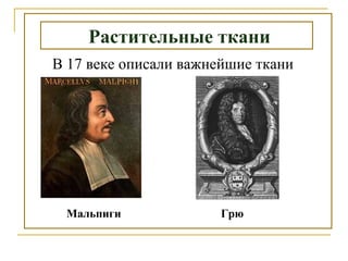 М
Растительные ткани
Мальпиги Грю
В 17 веке описали важнейшие ткани
 