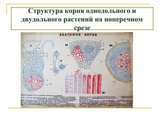 Структура корня однодольного и
двудольного растений на поперечном
срезе
 