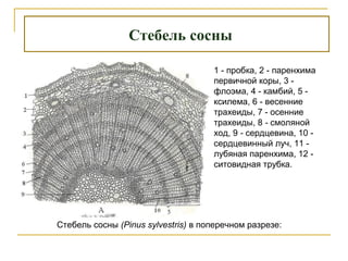 Стебель сосны
Стебель сосны (Pinus sylvestris) в поперечном разрезе:
1 - пробка, 2 - паренхима
первичной коры, 3 -
флоэма, 4 - камбий, 5 -
ксилема, 6 - весенние
трахеиды, 7 - осенние
трахеиды, 8 - смоляной
ход, 9 - сердцевина, 10 -
сердцевинный луч, 11 -
лубяная паренхима, 12 -
ситовидная трубка.
 