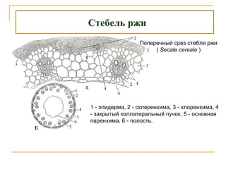 Стебель ржи
Поперечный срез стебля ржи
( Secale cereale )
1 - эпидерма, 2 - склеренхима, 3 - хлоренхима, 4
- закрытый коллатеральный пучок, 5 - основная
паренхима, 6 - полость.
 