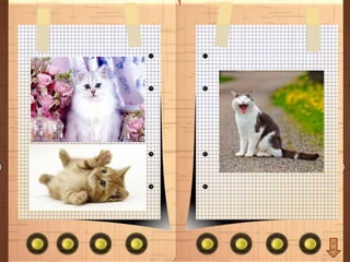 породы котов