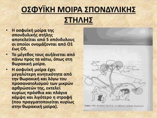 ΟΣΦΥΪΚΗ ΜΟΙΡΑ ΣΠΟΝΔΥΛΙΚΗΣ
ΣΤΗΛΗΣ
• Η οσφυϊκή μοίρα της
σπονδυλικής στήλης
αποτελείται από 5 σπόνδυλους
οι οποίοι ονομάζονται από Ο1
έως Ο5.
• Το μέγεθος τους αυξάνεται από
πάνω προς τα κάτω, όπως στη
θωρακική μοίρα.
• Η οσφυϊκή μοίρα έχει
μεγαλύτερη κινητικότητα από
την θωρακική και λόγω του
προσανατολισμού των μικρών
αρθρώσεών της, εκτελεί
κυρίως πρόσθια και πλάγια
κάμψη και λιγότερο η στροφή
(που πραγματοποιείται κυρίως
στην θωρακική μοίρα).
 