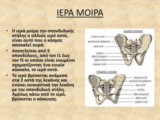 ΙΕΡΑ ΜΟΙΡΑ
• Η ιερά μοίρα την σπονδυλικής
στήλης η αλλιώς ιερό οστό,
είναι αυτό που ο κόσμος
αποκαλεί ουρά.
• Αποτελείται από 5
σπονδύλους, από τον Ι1 έως
τον Ι5 οι οποίοι είναι ενωμένοι
σχηματίζοντας ένα ενιαίο
κόκκαλο, το ιερό οστό.
• Το ιερό βρίσκεται ανάμεσα
στα 2 οστά της λεκάνης και
ενώνει ουσιαστικά την λεκάνη
με την σπονδυλική στήλη.
Αμέσως κάτω από το ιερό,
βρίσκεται ο κόκκυγας.
 