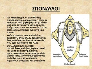 ΣΠΟΝΔΥΛΟΙ
• Για παράδειγμα, οι ακανθώδεις
αποφύσεις (spinal processes) είναι οι
«κόμποι» που ψηλαφάμε στην πλάτη
μας, από τον αυχένα μέχρι τη μέση.
Ανάμεσα στο σώμα και το πέταλο του
σπονδύλου, υπάρχει ένα κενό (μια
τρύπα).
• Καθώς ενώνονται οι σπόνδυλοι, ο
ένας πάνω στον άλλον σχηματίζεται
ένας σωλήνας από αυτά τα «κενά»,
που έχει ανοίγματα στο πλάι.
• Ο σωλήνας αυτός λέγεται
σπονδυλικός σωλήνας (spinal canal)
και μέσα σε αυτόν βρίσκεται
προστατευμένος ο νωτιαίος μυελός
(spinal cord). Από τα ανοίγματα στο
πλάι βγαίνουν τα νεύρα που
πηγαίνουν στα χέρια και στα πόδια
 