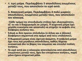 • 4. Iερή μοίρα. Περιλαμβάνει 5 σπονδύλους ενωμένους
μεταξύ τους, που αποτελούν το ιερό οστό.
5. Κοκκυγική μοίρα. Περιλαμβάνει 4 πολύ μικρούς
σπονδύλους, ενωμένους μεταξύ τους, που αποτελούν
τον κόκκυγα.
* Κάθε τμήμα της σπονδυλικής στήλης έχει ιδιαιτερότητες,
εξ’ ου και ο διαχωρισμός σε μοίρες. Η αυχενική μοίρα έχει
μεγάλη ευκινησία και αποστολή να στηρίζει το κεφάλι στις
διάφορες κινήσεις του.
• Ειδικά οι δύο πρώτοι σπόνδυλοι (ο άτλας και ο άξονας)
διαφέρουν σημαντικά στη σχήμα από τους υπόλοιπους.
• Η θωρακική μοίρα είναι σχετικά άκαμπτη. Η οσφυϊκή μοίρα
έχει τους πιο μεγάλους σπονδύλους, καθώς δέχεται
ουσιαστικά όλο το βάρος του σώματος και επιτελεί πολλές
κινήσεις.
• Το ιερό οστό και ο κόκκυγας αποτελούνται από σπονδύλους
ενωμένους μεταξύ τους, άρα δεν επιτρέπουν κινήσεις, παρά
μόνο έχουν στηρικτικό ρόλο.
 