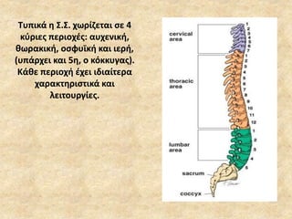 Τυπικά η Σ.Σ. χωρίζεται σε 4
κύριες περιοχές: αυχενική,
θωρακική, οσφυϊκή και ιερή,
(υπάρχει και 5η, ο κόκκυγας).
Κάθε περιοχή έχει ιδιαίτερα
χαρακτηριστικά και
λειτουργίες.
 