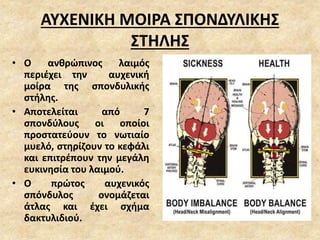 ΑΥΧΕΝΙΚΗ ΜΟΙΡΑ ΣΠΟΝΔΥΛΙΚΗΣ
ΣΤΗΛΗΣ
• Ο ανθρώπινος λαιμός
περιέχει την αυχενική
μοίρα της σπονδυλικής
στήλης.
• Αποτελείται από 7
σπονδύλους οι οποίοι
προστατεύουν το νωτιαίο
μυελό, στηρίζουν το κεφάλι
και επιτρέπουν την μεγάλη
ευκινησία του λαιμού.
• Ο πρώτος αυχενικός
σπόνδυλος ονομάζεται
άτλας και έχει σχήμα
δακτυλιδιού.
 
