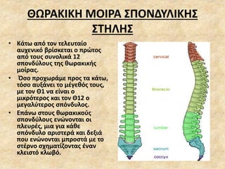 ΘΩΡΑΚΙΚΗ ΜΟΙΡΑ ΣΠΟΝΔΥΛΙΚΗΣ
ΣΤΗΛΗΣ
• Κάτω από τον τελευταίο
αυχενικό βρίσκεται ο πρώτος
από τους συνολικά 12
σπονδύλους της θωρακικής
μοίρας.
• Όσο προχωράμε προς τα κάτω,
τόσο αυξάνει το μέγεθός τους,
με τον Θ1 να είναι ο
μικρότερος και τον Θ12 ο
μεγαλύτερος σπόνδυλος.
• Επάνω στους θωρακικούς
σπονδύλους ενώνονται οι
πλευρές, μια για κάθε
σπόνδυλο αριστερά και δεξιά
που ενώνονται μπροστά με το
στέρνο σχηματίζοντας έναν
κλειστό κλωβό.
 