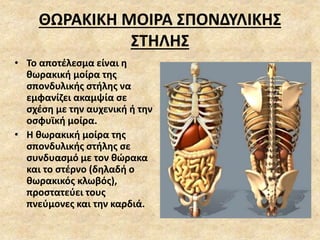 ΘΩΡΑΚΙΚΗ ΜΟΙΡΑ ΣΠΟΝΔΥΛΙΚΗΣ
ΣΤΗΛΗΣ
• Το αποτέλεσμα είναι η
θωρακική μοίρα της
σπονδυλικής στήλης να
εμφανίζει ακαμψία σε
σχέση με την αυχενική ή την
οσφυϊκή μοίρα.
• Η θωρακική μοίρα της
σπονδυλικής στήλης σε
συνδυασμό με τον θώρακα
και το στέρνο (δηλαδή ο
θωρακικός κλωβός),
προστατεύει τους
πνεύμονες και την καρδιά.
 