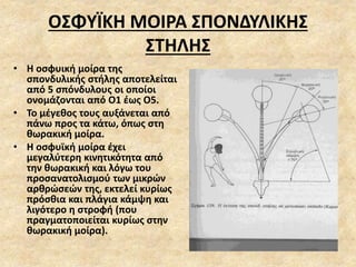 ΟΣΦΥΪΚΗ ΜΟΙΡΑ ΣΠΟΝΔΥΛΙΚΗΣ
ΣΤΗΛΗΣ
• Η οσφυική μοίρα της
σπονδυλικής στήλης αποτελείται
από 5 σπόνδυλους οι οποίοι
ονομάζονται από Ο1 έως Ο5.
• Το μέγεθος τους αυξάνεται από
πάνω προς τα κάτω, όπως στη
θωρακική μοίρα.
• Η οσφυϊκή μοίρα έχει
μεγαλύτερη κινητικότητα από
την θωρακική και λόγω του
προσανατολισμού των μικρών
αρθρώσεών της, εκτελεί κυρίως
πρόσθια και πλάγια κάμψη και
λιγότερο η στροφή (που
πραγματοποιείται κυρίως στην
θωρακική μοίρα).
 