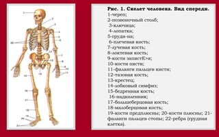 скелет человека | PPT