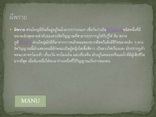  ผีพราย ส่วนใหญ่มีถิ่นที่อยู่อยู่ในน้ามากกว่าบนบก เชื่อกันว่าเป็นจิตวิญญาณชนิดหนึ่งที่มี
ขนาดเล็กสุดตามลาดับของดวงจิตวิญญาณที่สามารถปรากฏให้รับรู้ได้ คือ พราย
ภูติ ผี ปีศาจ ส่วนใหญ่มักมีที่มาจากการหมักหมมของซากพืชหรือสิ่งมีชีวิตขนาดเล็ก ๆ ดวง
จิตวิญญาณนี้มักแสดงตนมีลักษณะเป็นผู้หญิงใส่เสื้อสีขาว เป็นดวงไฟเรืองแสง มักปรากฏตัว
ตอนเวลาหกโมงเช้า เที่ยงวัน หกโมงเย็น และเที่ยงคืน มักอยู่ในคลองหรือแม่น้าที่มีผู้เสียชีวิต
มากที่สุด เมื่อจับเหยื่อได้จะเอาร่างเหยื่อที่ไร้วิญญาณเป็นร่างของตน
MANU
 