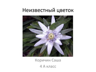 Неизвестный цветок
Коричин Саша
4 А класс
 