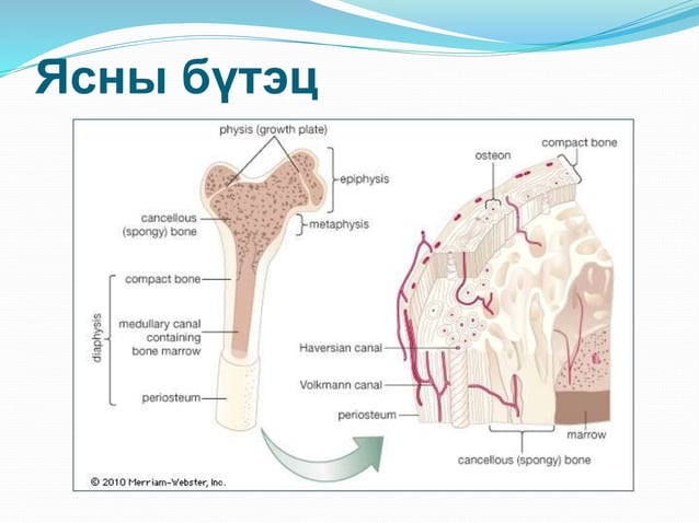 ясны идээт үрэвсэл | PPT