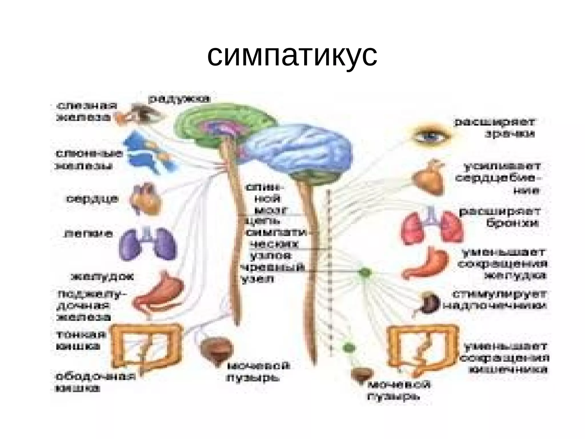 симпатикус
 
