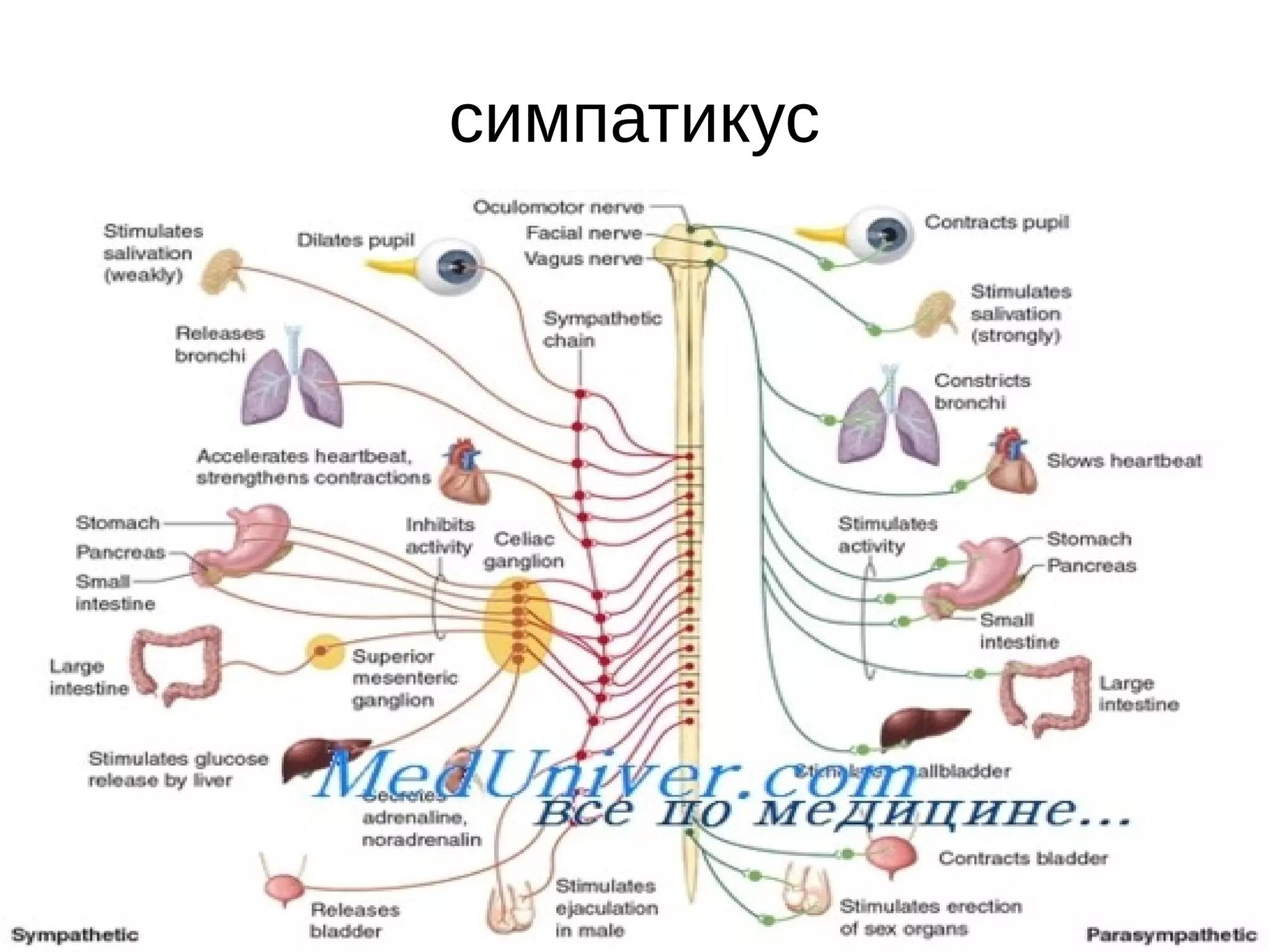 симпатикус
 