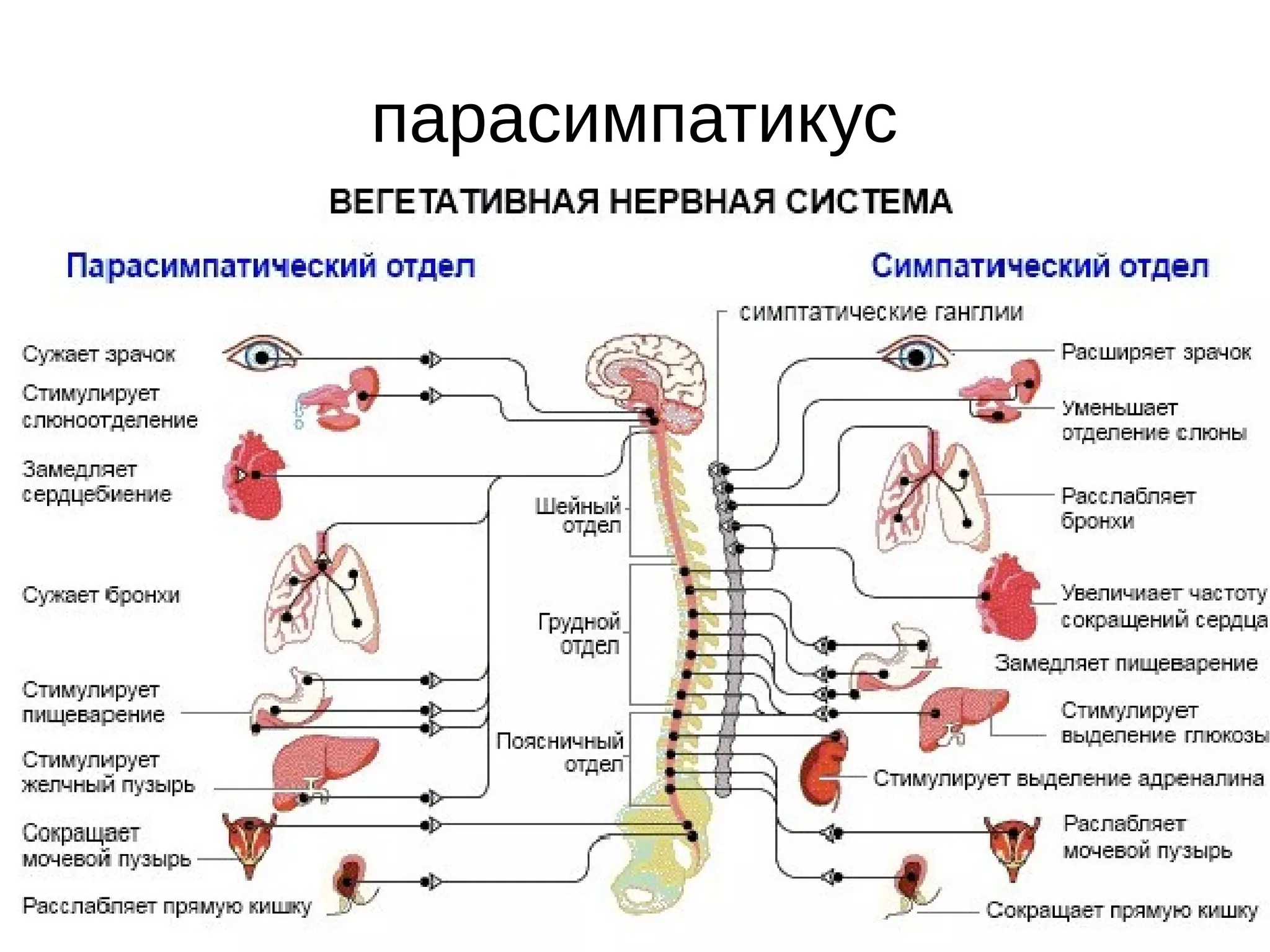парасимпатикус
 