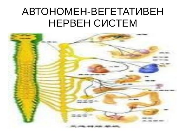 автномен нервен систем
