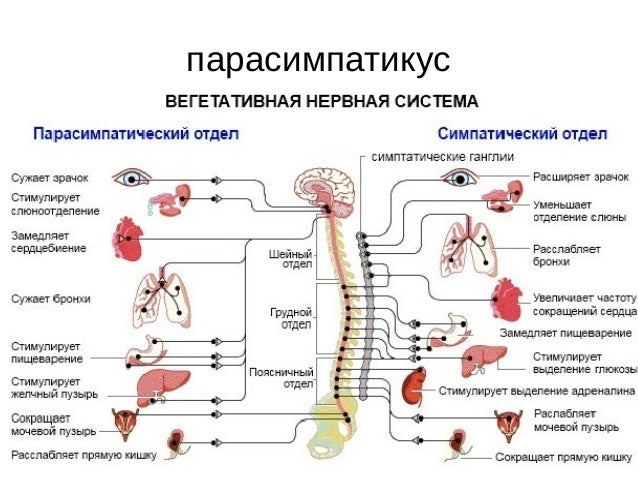 автномен нервен систем