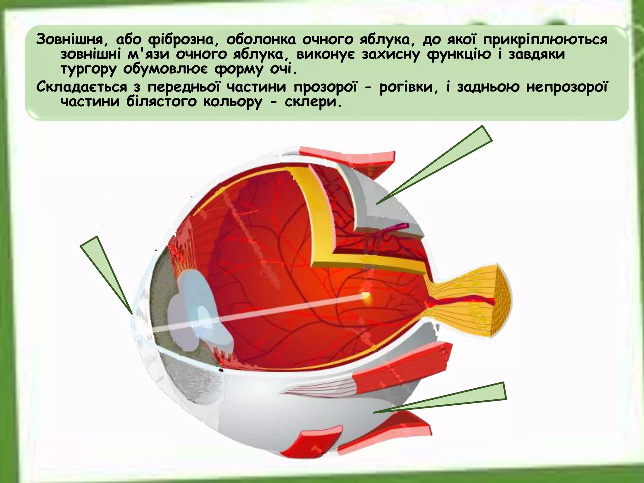 Зовнішня, або фіброзна, оболонка очного яблука, до якої прикріплюються
зовнішні м'язи очного яблука, виконує захисну функцію і завдяки
тургору обумовлює форму очі.
Складається з передньої частини прозорої - рогівки, і задньою непрозорої
частини білястого кольору - склери.
 