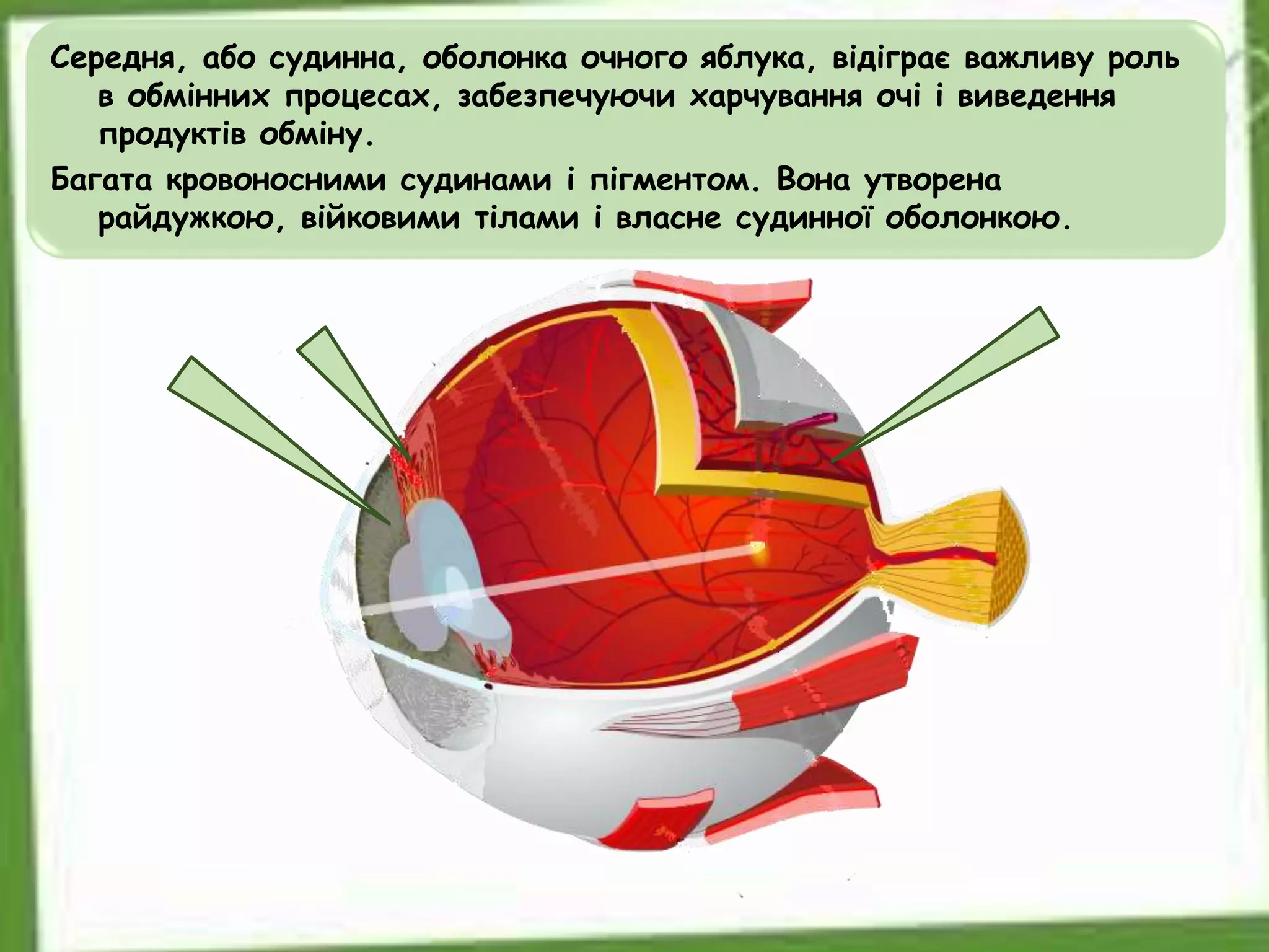 Середня, або судинна, оболонка очного яблука, відіграє важливу роль
в обмінних процесах, забезпечуючи харчування очі і виведення
продуктів обміну.
Багата кровоносними судинами і пігментом. Вона утворена
райдужкою, війковими тілами і власне судинної оболонкою.
 