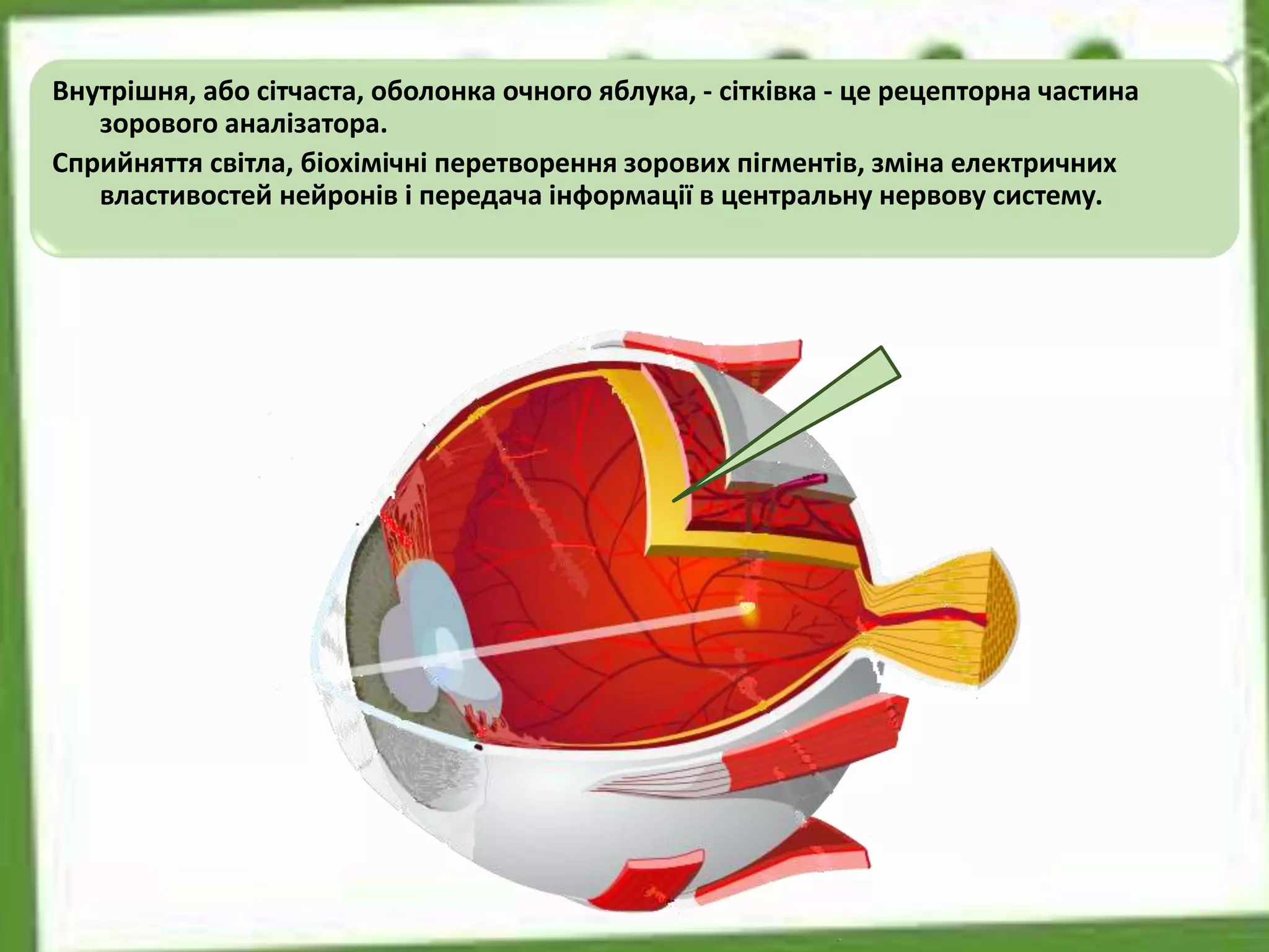 Внутрішня, або сітчаста, оболонка очного яблука, - сітківка - це рецепторна частина
зорового аналізатора.
Сприйняття світла, біохімічні перетворення зорових пігментів, зміна електричних
властивостей нейронів і передача інформації в центральну нервову систему.
 