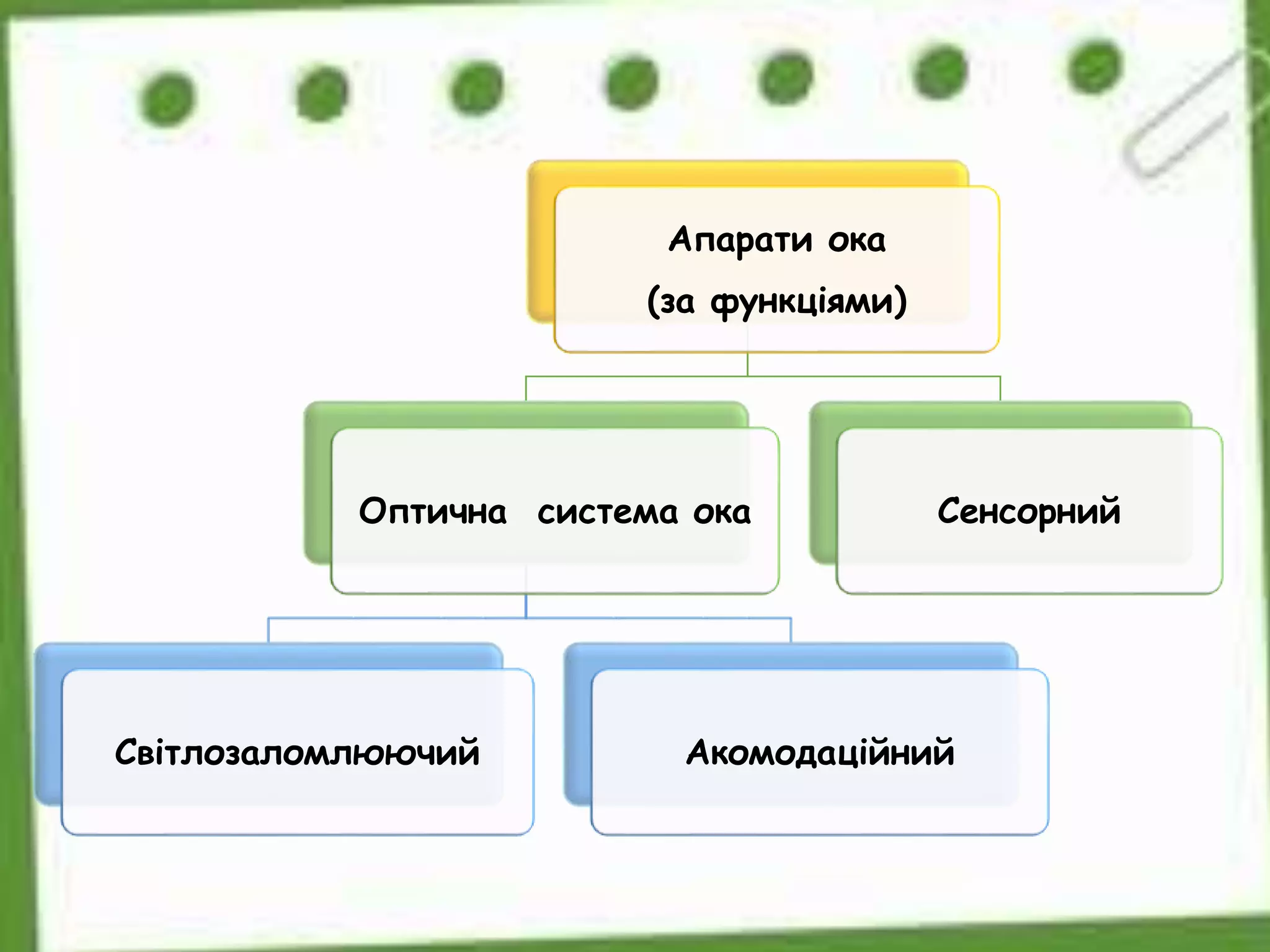 Апарати ока
(за функціями)
Оптична система ока
Світлозаломлюючий Акомодаційний
Сенсорний
 