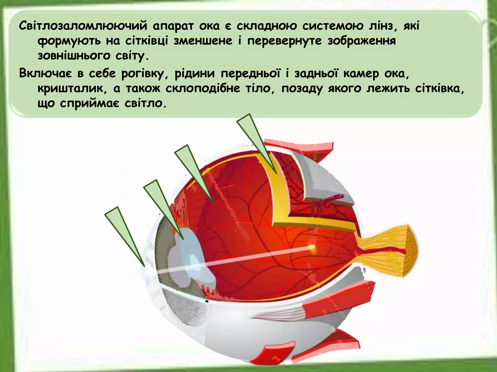 Світлозаломлюючий апарат ока є складною системою лінз, які
формують на сітківці зменшене і перевернуте зображення
зовнішнього світу.
Включає в себе рогівку, рідини передньої і задньої камер ока,
кришталик, а також склоподібне тіло, позаду якого лежить сітківка,
що сприймає світло.
 