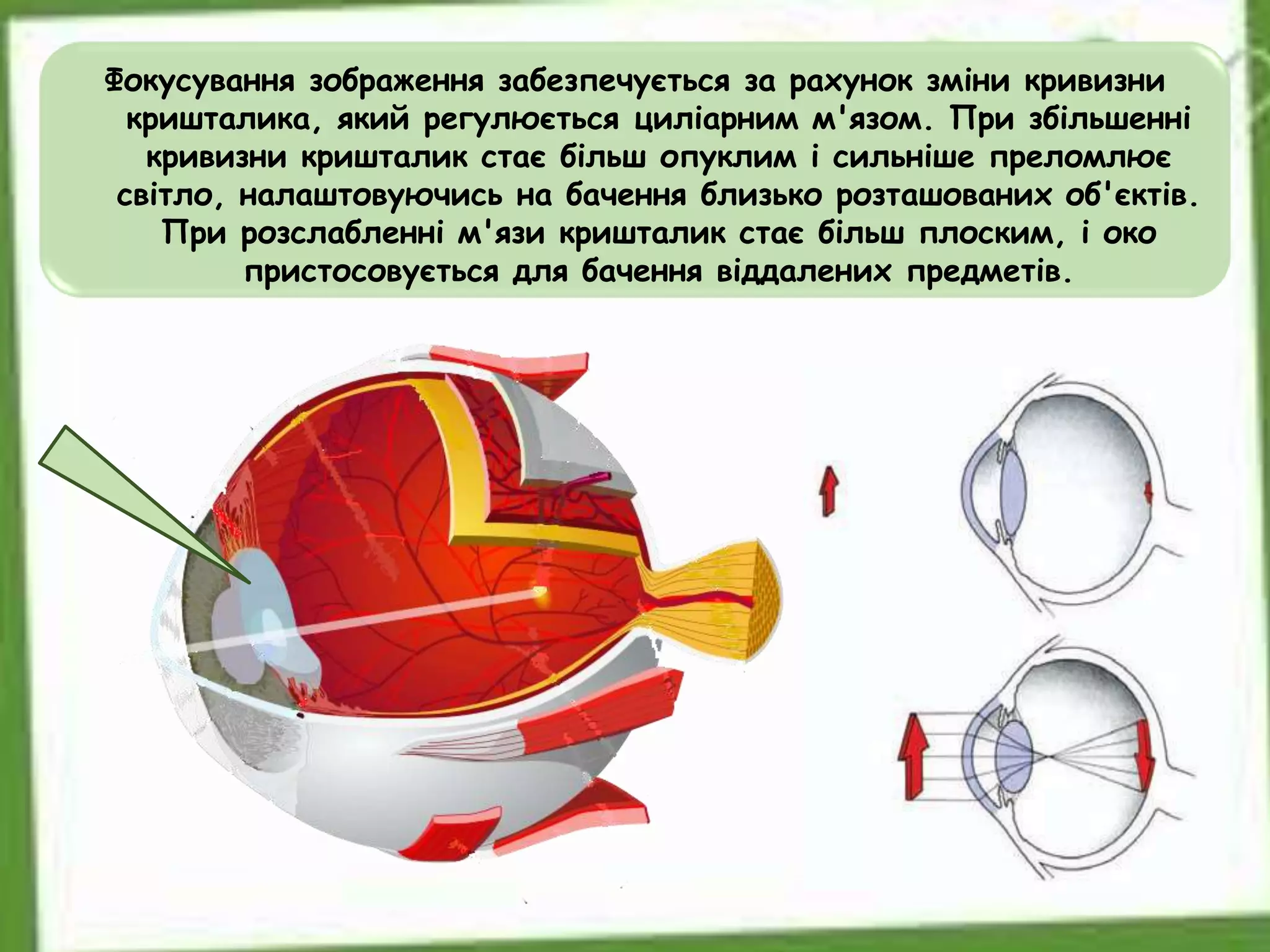 Фокусування зображення забезпечується за рахунок зміни кривизни
кришталика, який регулюється циліарним м'язом. При збільшенні
кривизни кришталик стає більш опуклим і сильніше преломлює
світло, налаштовуючись на бачення близько розташованих об'єктів.
При розслабленні м'язи кришталик стає більш плоским, і око
пристосовується для бачення віддалених предметів.
 