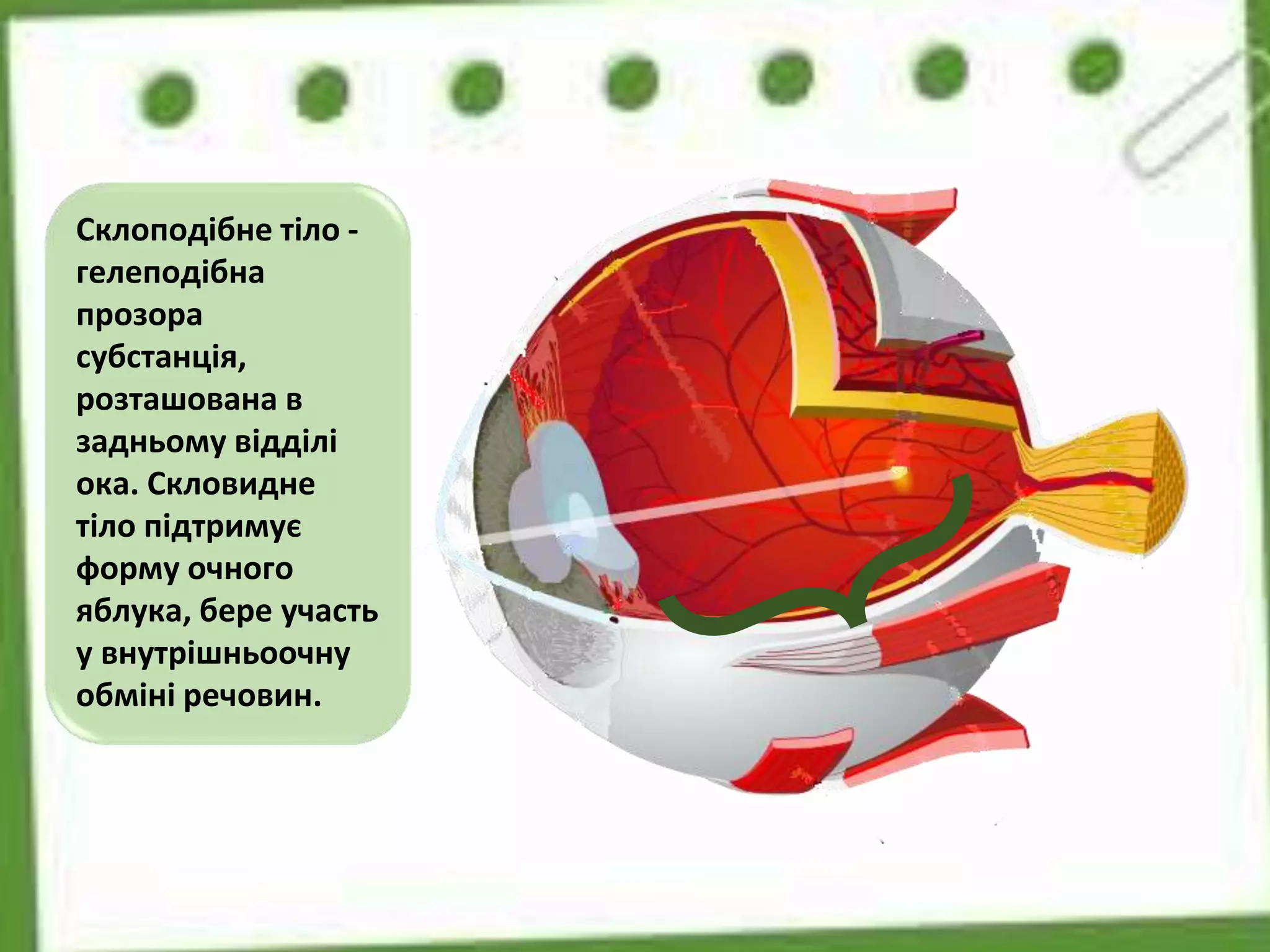 Склоподібне тіло -
гелеподібна
прозора
субстанція,
розташована в
задньому відділі
ока. Скловидне
тіло підтримує
форму очного
яблука, бере участь
у внутрішньоочну
обміні речовин.
 