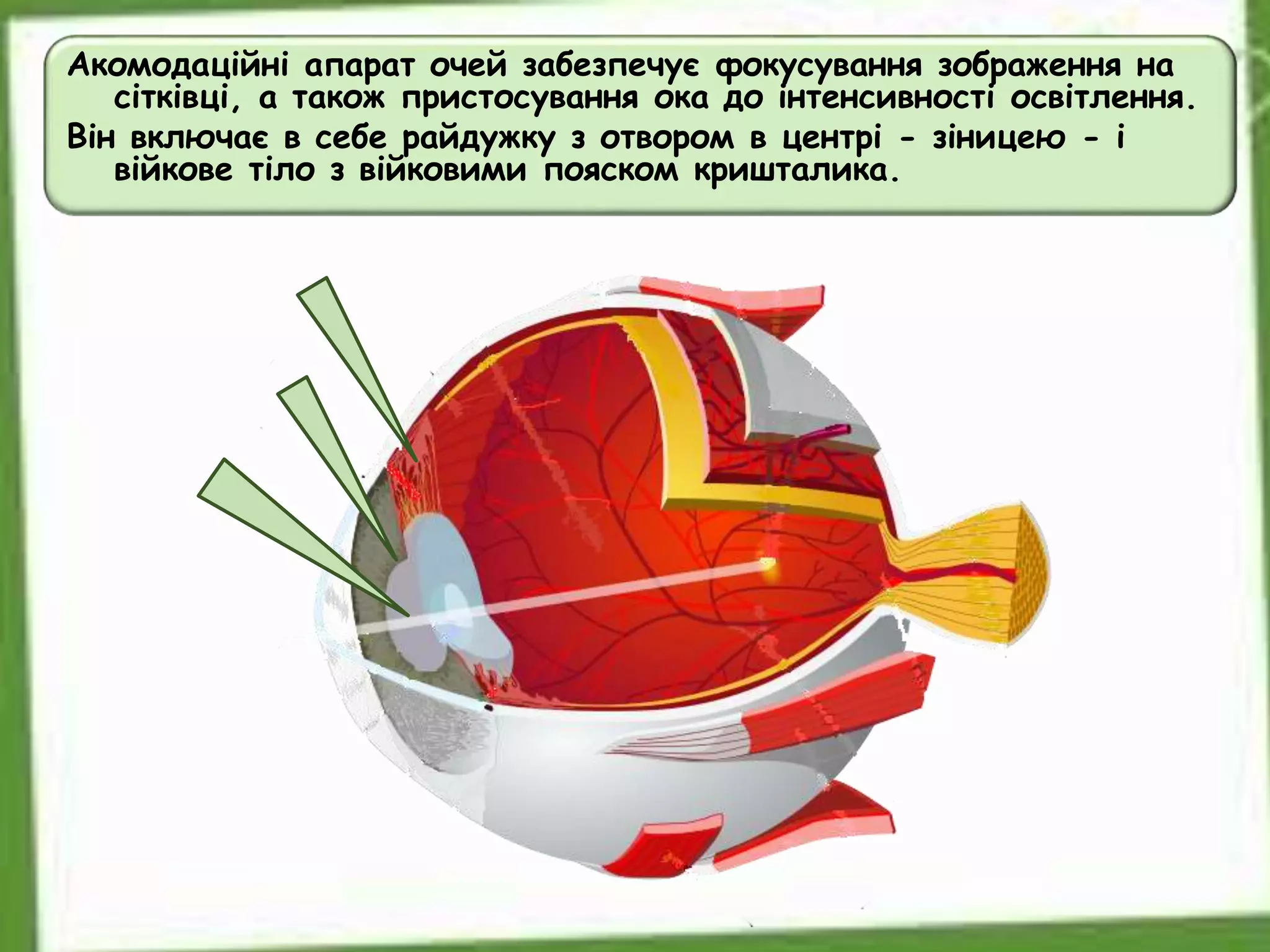 Акомодаційні апарат очей забезпечує фокусування зображення на
сітківці, а також пристосування ока до інтенсивності освітлення.
Він включає в себе райдужку з отвором в центрі - зіницею - і
війкове тіло з війковими пояском кришталика.
 