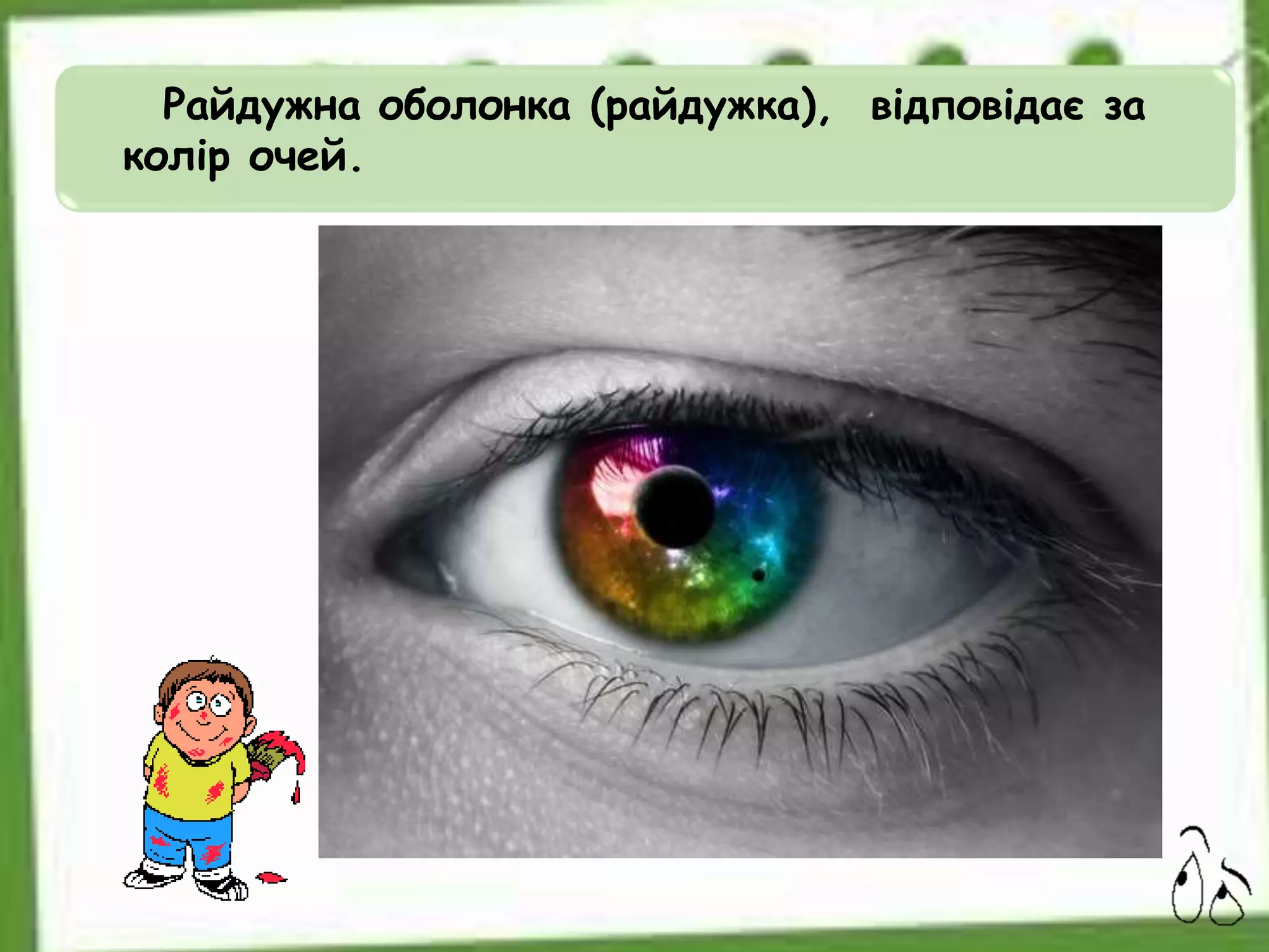 Райдужна оболонка (райдужка), відповідає за
колір очей.
 