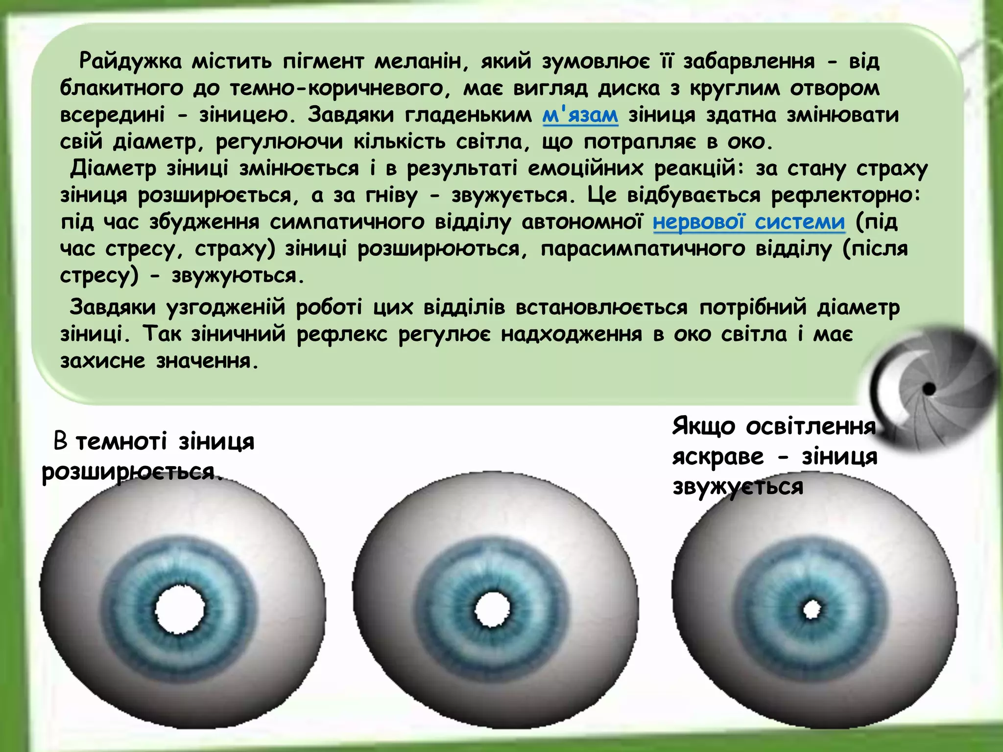 Райдужка містить пігмент меланін, який зумовлює її забарвлення - від
блакитного до темно-коричневого, має вигляд диска з круглим отвором
всередині - зіницею. Завдяки гладеньким м'язам зіниця здатна змінювати
свій діаметр, регулюючи кількість світла, що потрапляє в око.
Діаметр зіниці змінюється і в результаті емоційних реакцій: за стану страху
зіниця розширюється, а за гніву - звужується. Це відбувається рефлекторно:
під час збудження симпатичного відділу автономної нервової системи (під
час стресу, страху) зіниці розширюються, парасимпатичного відділу (після
стресу) - звужуються.
Завдяки узгодженій роботі цих відділів встановлюється потрібний діаметр
зіниці. Так зіничний рефлекс регулює надходження в око світла і має
захисне значення.
Якщо освітлення
яскраве - зіниця
звужується
В темноті зіниця
розширюється.
 