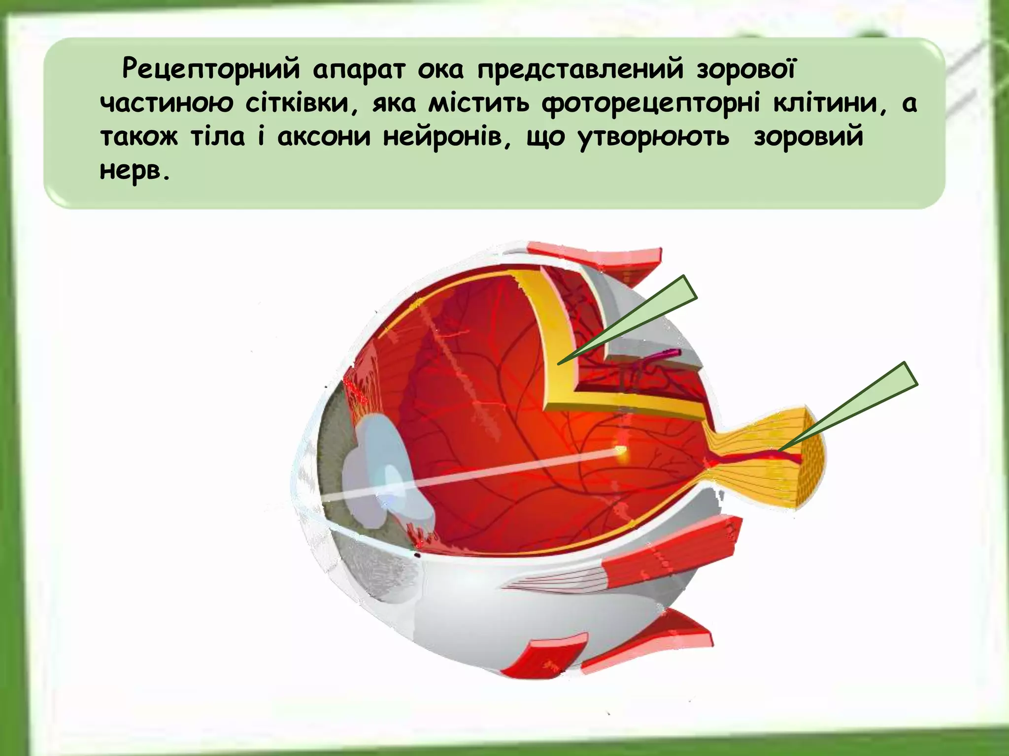 Рецепторний апарат ока представлений зорової
частиною сітківки, яка містить фоторецепторні клітини, а
також тіла і аксони нейронів, що утворюють зоровий
нерв.
 