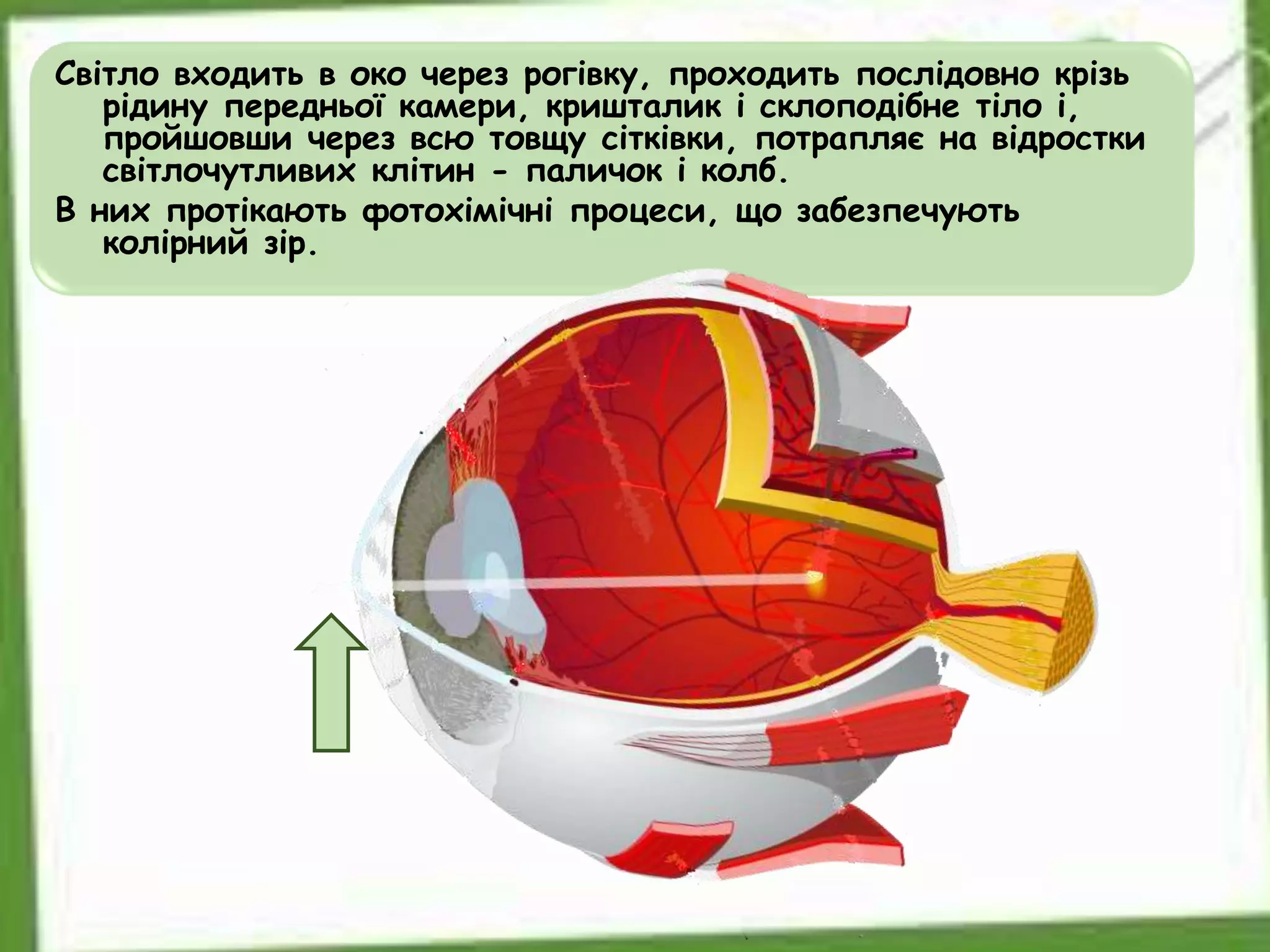 Світло входить в око через рогівку, проходить послідовно крізь
рідину передньої камери, кришталик і склоподібне тіло і,
пройшовши через всю товщу сітківки, потрапляє на відростки
світлочутливих клітин - паличок і колб.
В них протікають фотохімічні процеси, що забезпечують
колірний зір.
 