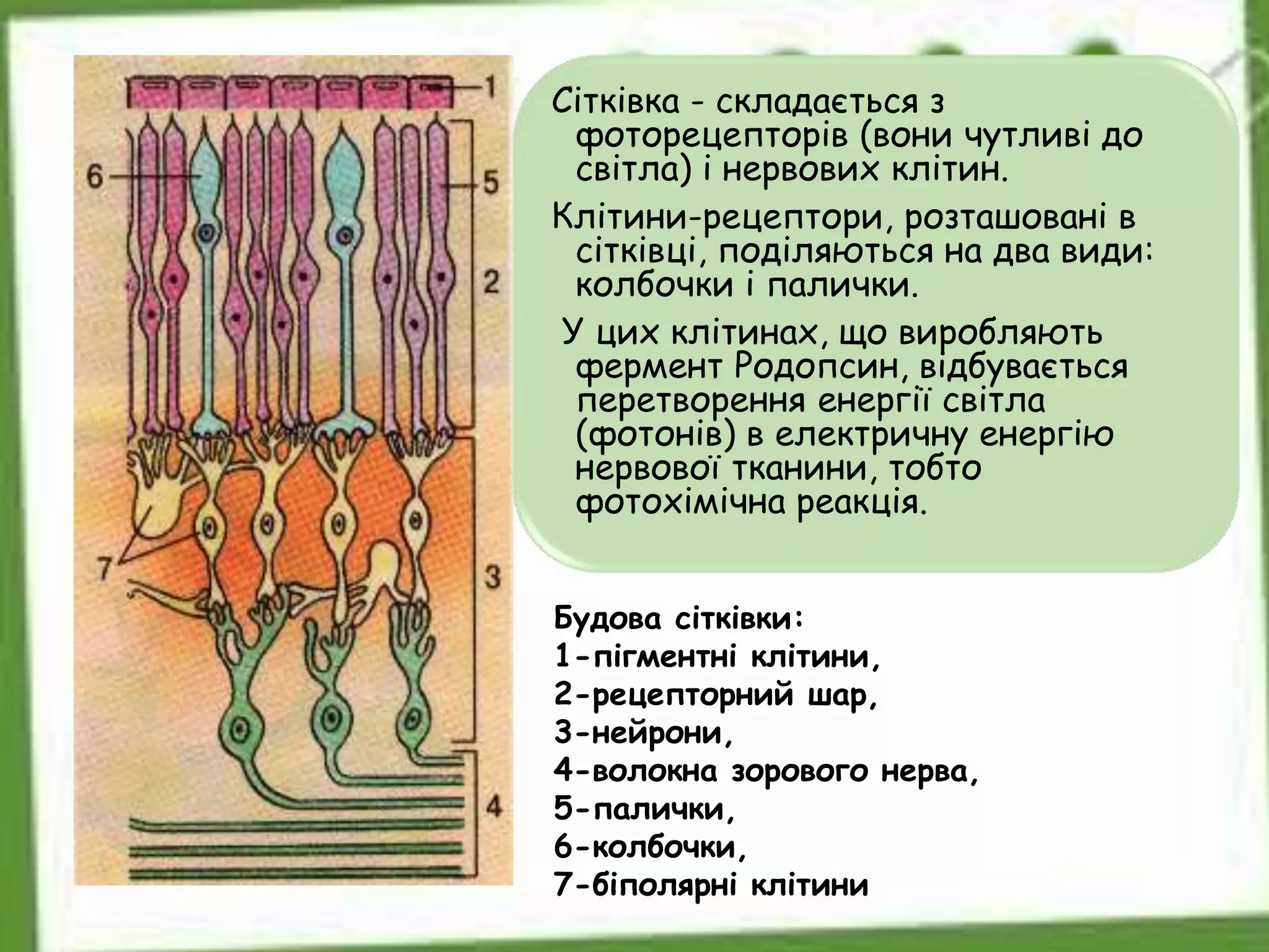 Будова сітківки:
1-пігментні клітини,
2-рецепторний шар,
3-нейрони,
4-волокна зорового нерва,
5-палички,
6-колбочки,
7-біполярні клітини
Сітківка - складається з
фоторецепторів (вони чутливі до
світла) і нервових клітин.
Клітини-рецептори, розташовані в
сітківці, поділяються на два види:
колбочки і палички.
У цих клітинах, що виробляють
фермент Родопсин, відбувається
перетворення енергії світла
(фотонів) в електричну енергію
нервової тканини, тобто
фотохімічна реакція.
 