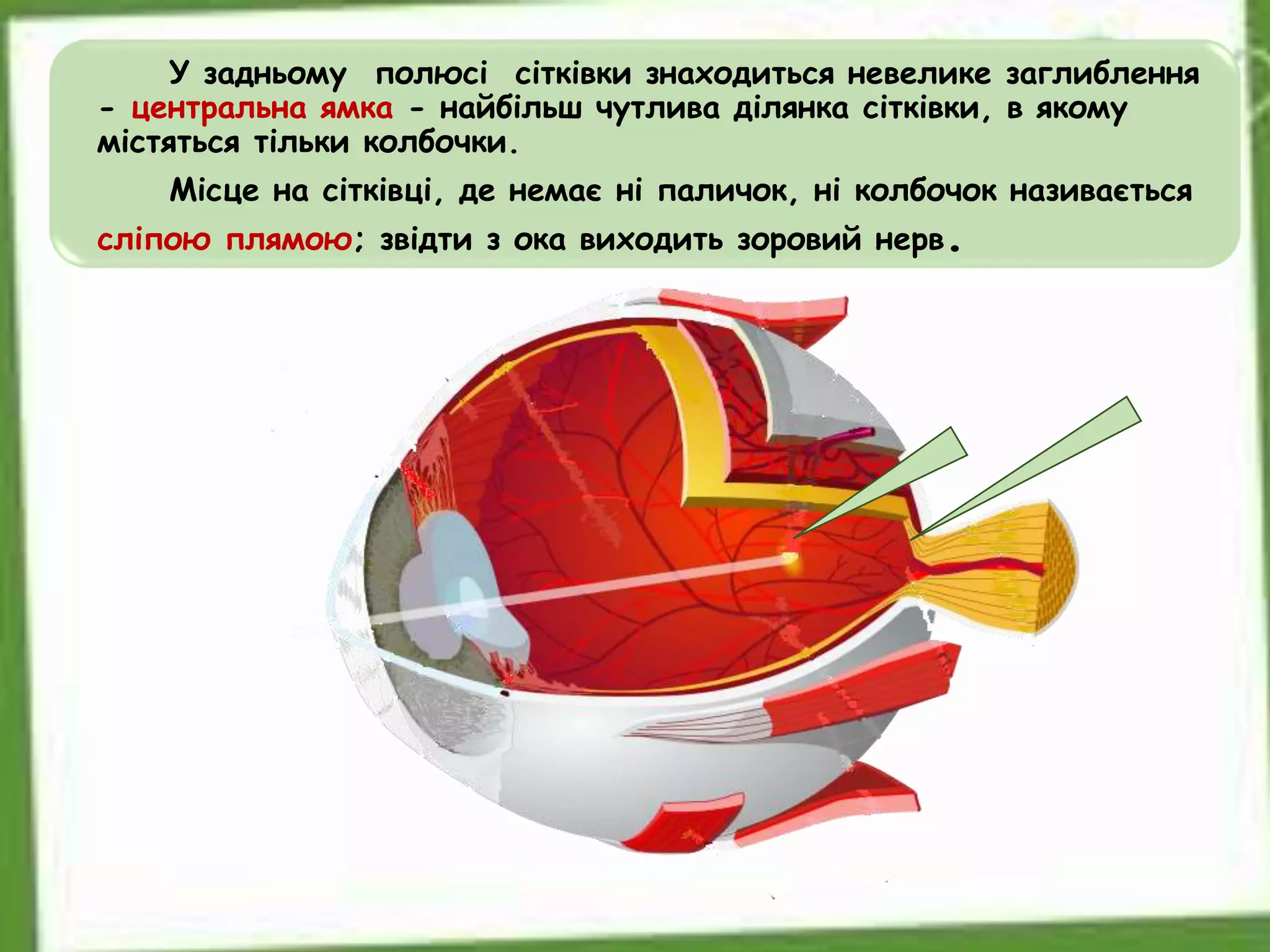 У задньому полюсі сітківки знаходиться невелике заглиблення
- центральна ямка - найбільш чутлива ділянка сітківки, в якому
містяться тільки колбочки.
Місце на сітківці, де немає ні паличок, ні колбочок називається
сліпою плямою; звідти з ока виходить зоровий нерв.
 