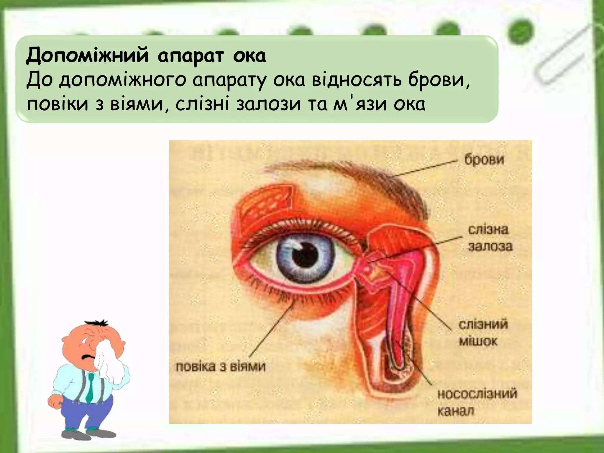 Допоміжний апарат ока
До допоміжного апарату ока відносять брови,
повіки з віями, слізні залози та м'язи ока
 