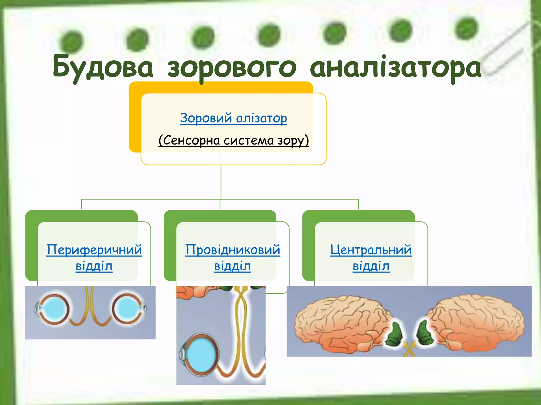 Зоровий алізатор
(Сенсорна система зору)
Периферичний
відділ
Провідниковий
відділ
Центральний
відділ
Будова зорового аналізатора
 