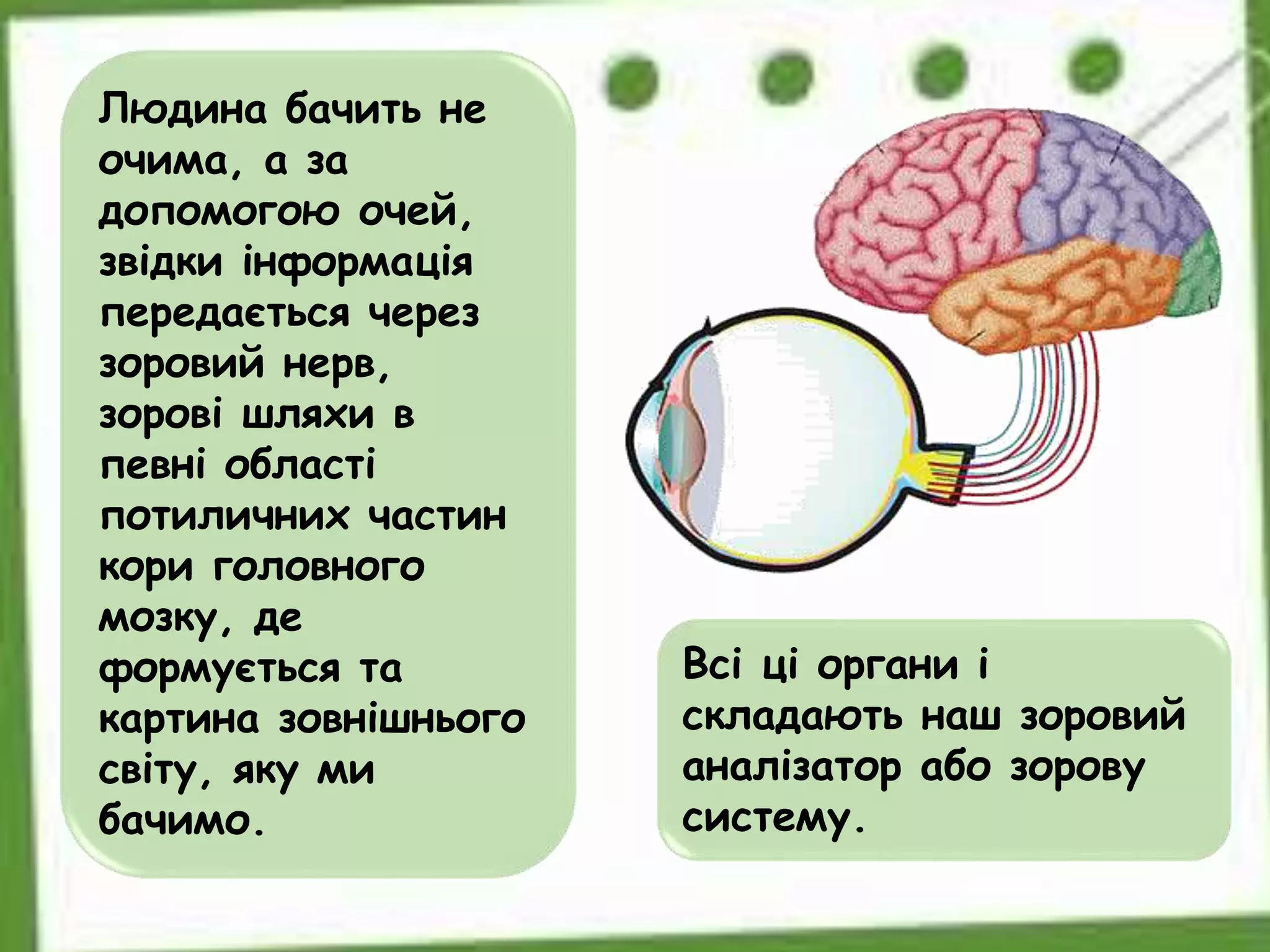 Всі ці органи і
складають наш зоровий
аналізатор або зорову
систему.
Людина бачить не
очима, а за
допомогою очей,
звідки інформація
передається через
зоровий нерв,
зорові шляхи в
певні області
потиличних частин
кори головного
мозку, де
формується та
картина зовнішнього
світу, яку ми
бачимо.
 