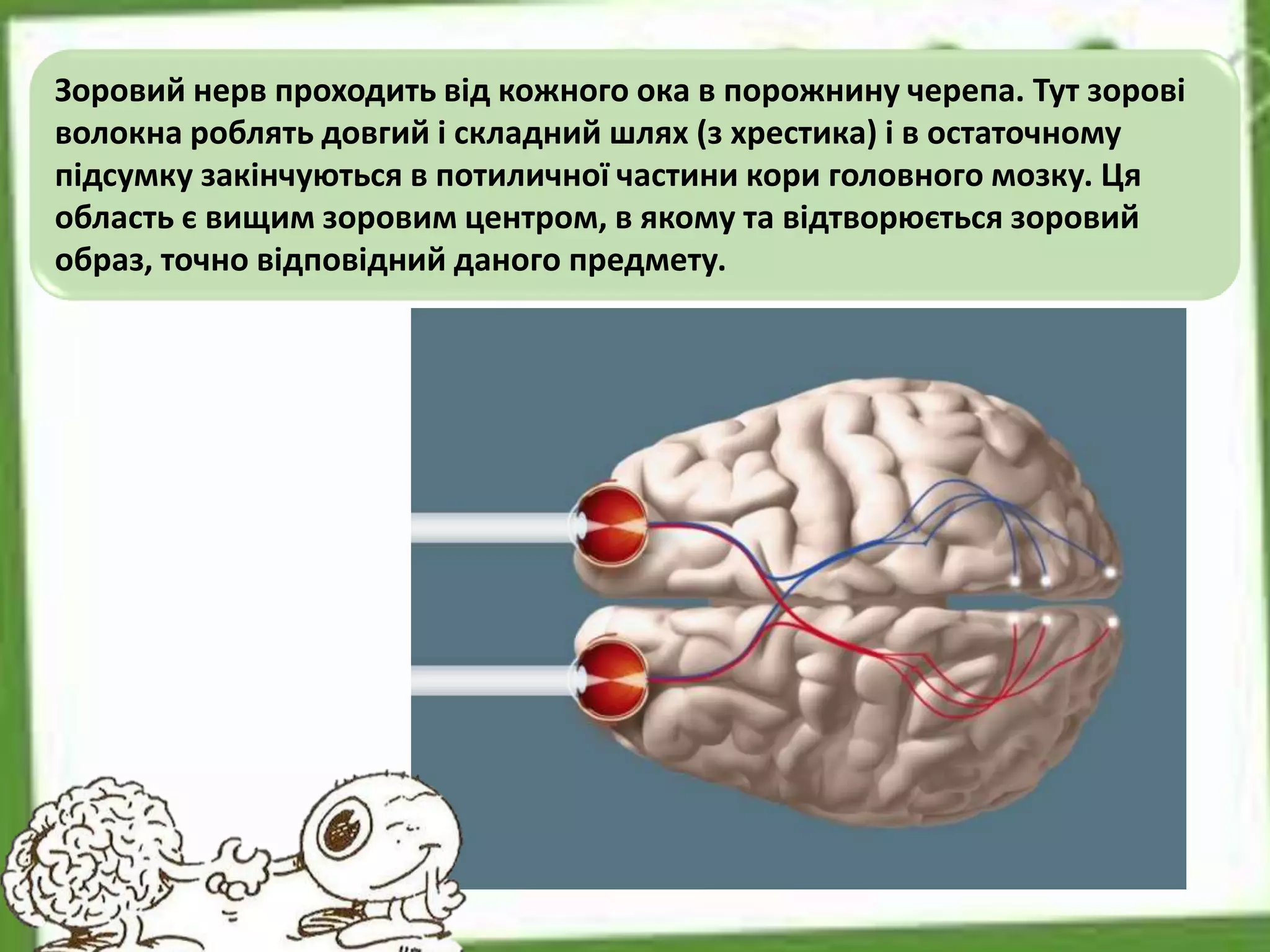 Зоровий нерв проходить від кожного ока в порожнину черепа. Тут зорові
волокна роблять довгий і складний шлях (з хрестика) і в остаточному
підсумку закінчуються в потиличної частини кори головного мозку. Ця
область є вищим зоровим центром, в якому та відтворюється зоровий
образ, точно відповідний даного предмету.
 