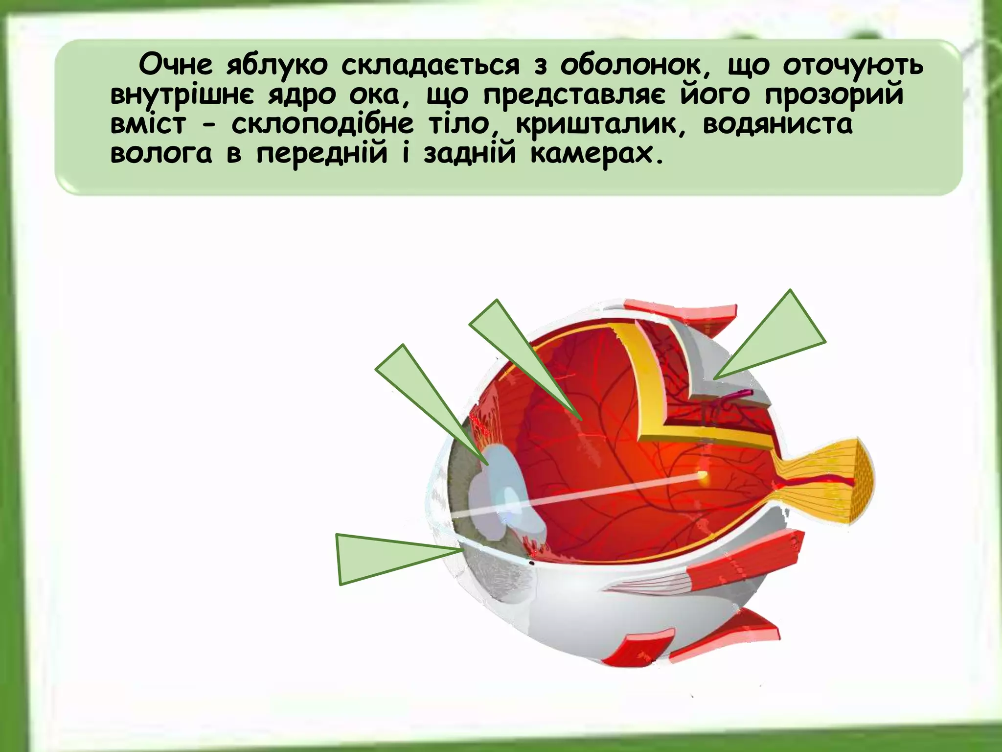 Очне яблуко складається з оболонок, що оточують
внутрішнє ядро ока, що представляє його прозорий
вміст - склоподібне тіло, кришталик, водяниста
волога в передній і задній камерах.
 