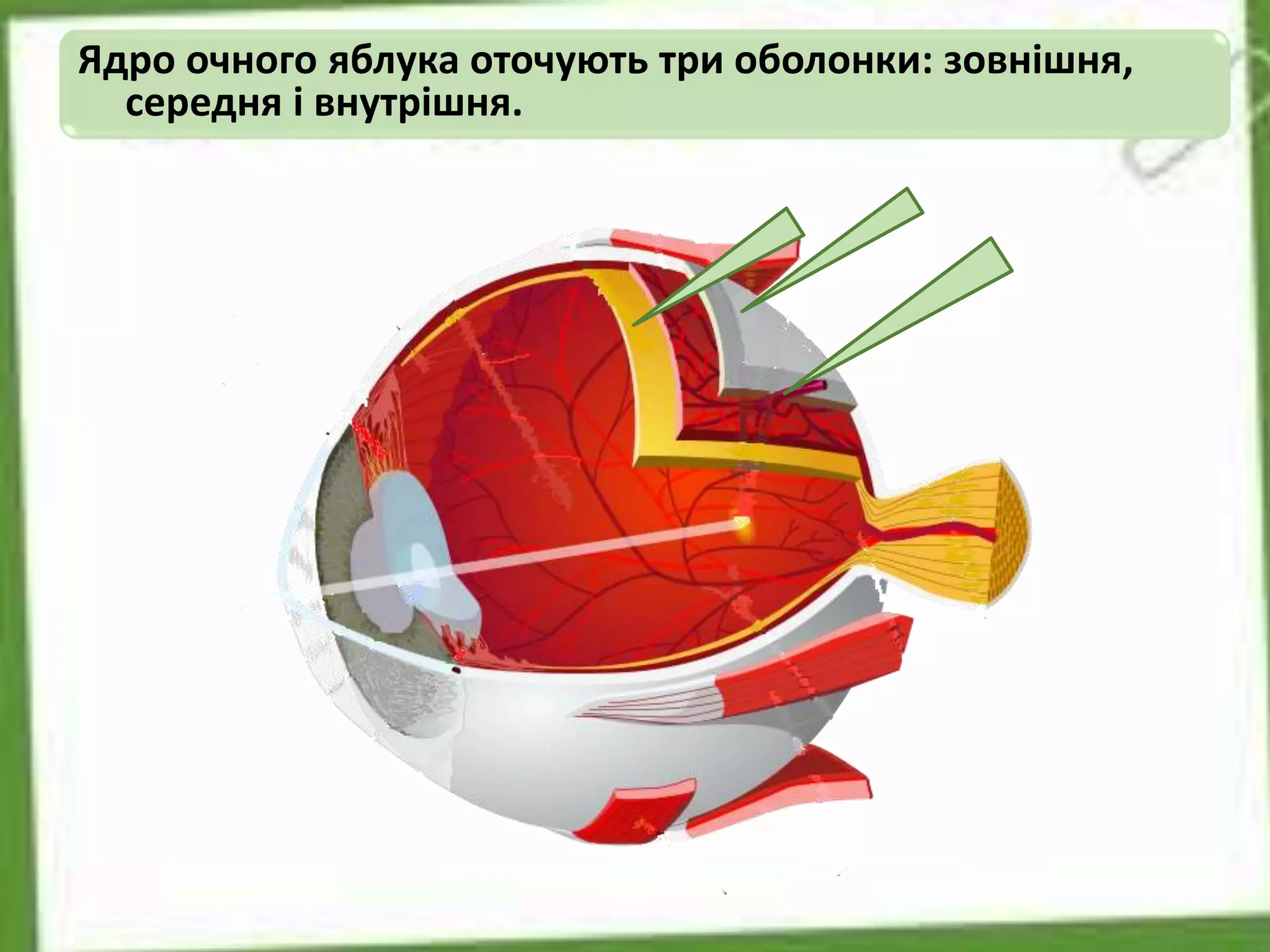Ядро очного яблука оточують три оболонки: зовнішня,
середня і внутрішня.
 